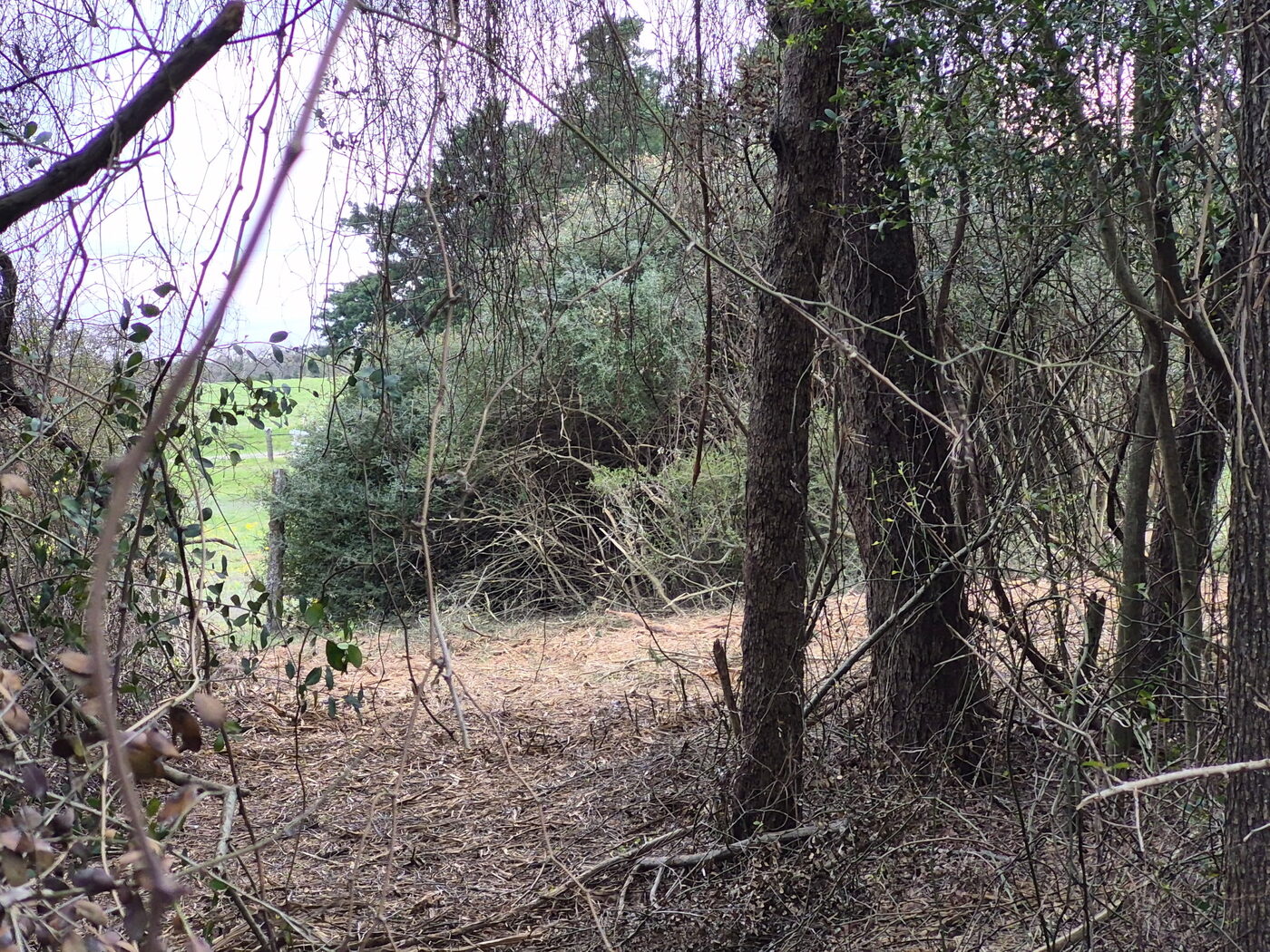 Yaupon cleared under an oak canopy