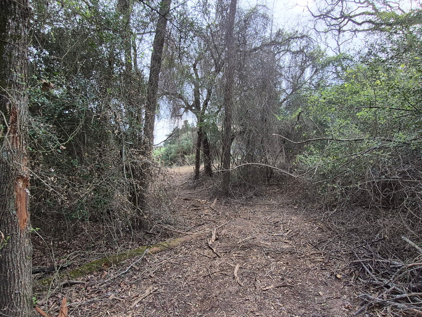 Fence line corridor cleared